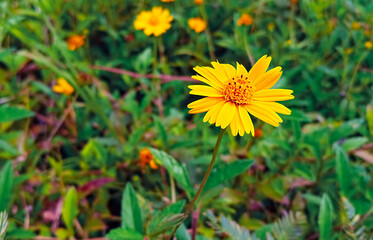 LARGE FLOWERED TICKSEED