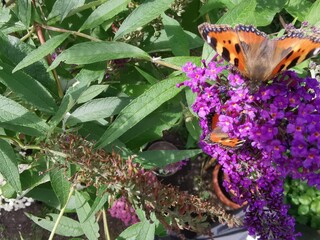 butterfly on flower