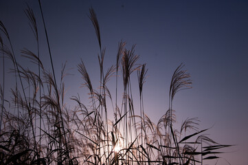 Beautiful Silver grass,Miscanthus sinensis. at sunset.