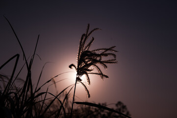Obraz premium Night view of silver grass,Miscanthus sinensis.