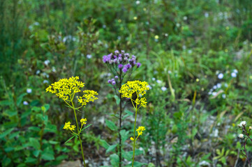The beautiful wild flower on the mountain hiking.