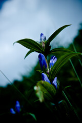 The beautiful wild flower on the mountain hiking.