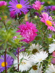 A bed with asters. Pink aster in the foreground. Autumn garden, home flower bed.Autumn landscape with aster.