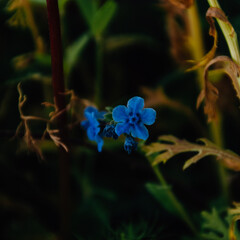 Blaue Blüten