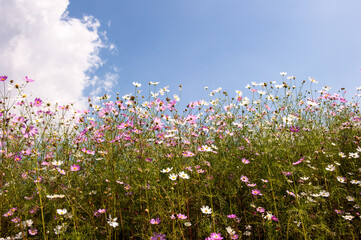 

















the beautiful cosmos flowers background blue sky and clouds.