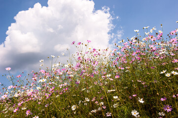 Obraz na płótnie Canvasthe beautiful cosmos flowers background blue sky and clouds.