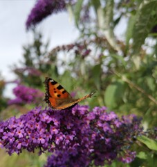 butterfly on thistle