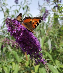 butterfly on flower
