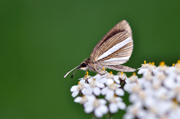 ギンイチモンジセセリ（北海道・鶴居村）