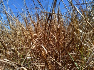 Fototapeta premium Dry Grasss with a natural background