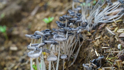 Wild white Mashroom growing up in a farmland. Typical round fungus, mostly uses as food in India. Ecology and nature concept.
