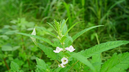 Fresh organic sesame plants on the ground. Sesame is one of the world’s oldest oil plants, mostly uses in vegetable oil.