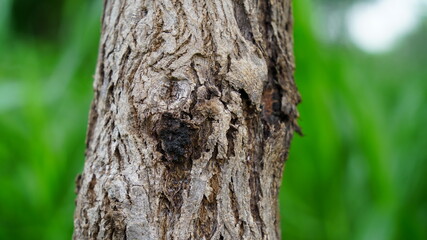 Fototapeta premium Close up view of Moringa or Drumstick tree trunk. Tropical tree with hard bark. Medicinal tree. 