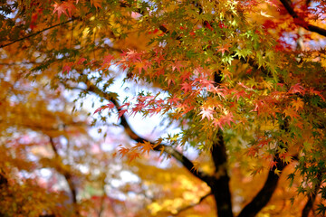 紅葉