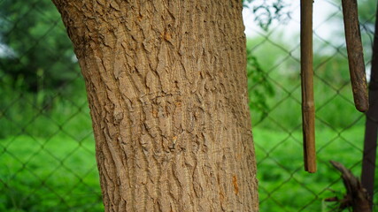 Selective focus on Drumstick or Moringa tree trunk. Also viewing blurred light of sun through leaves.
