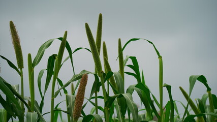 Beautiful Millet or Sorghum plant views in a Indian farmland. Tropical plant with attractive green leaves.
