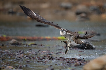 Osprey Fishing in Acadia National Park in Maine 