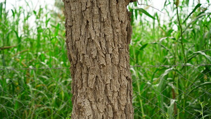 Close up view of Khejri or Prospis cineraria tree trunk. Brown colored rough bark on trunk. Asian...