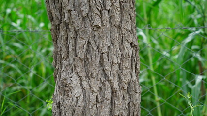 Close up view of Khejri or Prospis cineraria tree trunk. Brown colored rough bark on trunk. Asian tropical plant.
