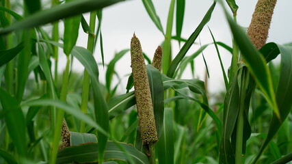 Beautiful Millet or Sorghum plant views in a Indian farmland. Tropical plant with attractive green leaves.
