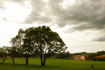 rural landscape with trees and a house