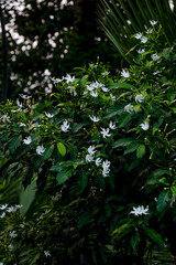 Jasmine Flowers