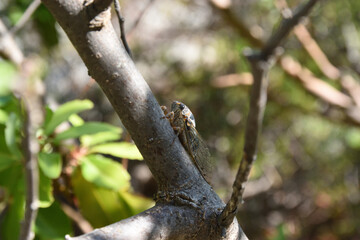 Cicada sitting on a tree branch in the mountains