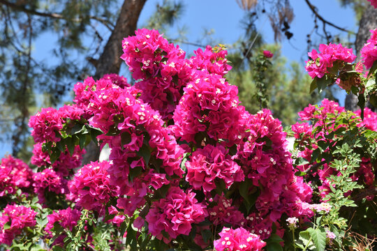 The flowers of bougainvillea on the the shore of the Aegean sea