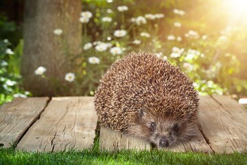 Hedgehog.