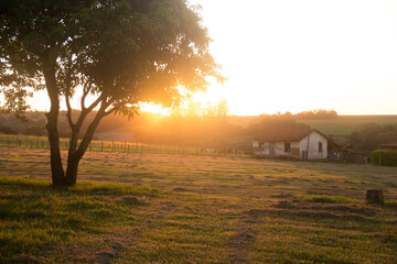 sunset in the farm