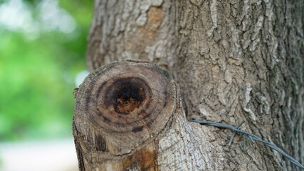 Amazing round tree hollow view, with blurred background. Natural habitat for sparrows and eagle.
