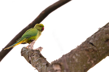 rose-ringed parakeet on the tree