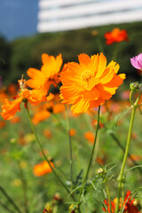 オレンジ 花 コスモス