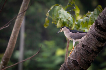 Black-Crowned Night Heron Waiting for its prey