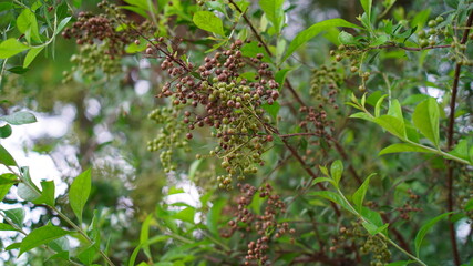 Tropical medicinal plant  Heena or Lawsonia inermis leaves. Attractive view of flowers. Tropical tree mostly found in Asian continent.