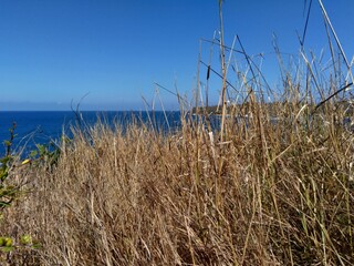 Obraz premium Dry Grasss with a natural background