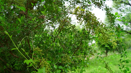 Selective focus on Heena or Lawsonia inermis leaves. Attractive view of flowers. Tropical tree mostly found in Asian continent.
