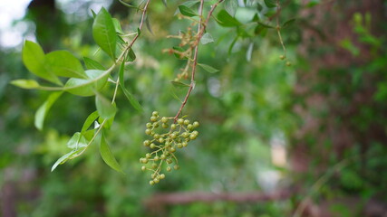 Selective focus on Heena or Lawsonia inermis leaves. Attractive view of flowers. Tropical tree...