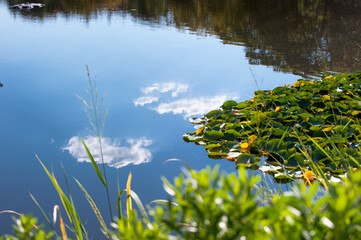 The beautiful lotus pond and reflection blue sky.
