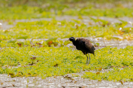 Jacana