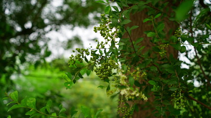 Henna, Alcana, Cypress shrub, Egyptian Rivet, Henna Tree view. New budding plant mainly uses in medicinal purpose and hair dye.
