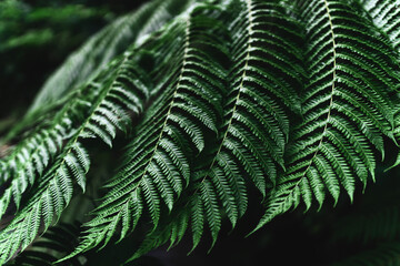 Perfect natural fern pattern. Beautiful background made with young green fern leaves.