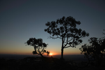 Fototapeta na wymiar Trees Silhouettes at Sunset in the Mountains in Brazil