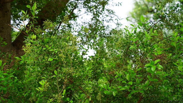 Medicinal Asian Lawsonia inermis (Heena) tree with green buds and flowers. Mostly uses in hair dye and pharmaceutical industry.
