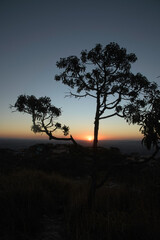 Trees Silhouettes at Sunset in the Mountains in Brazil