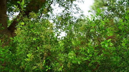 Fototapeta na wymiar Green leaves and buds view of traditional Lawsonia inermis (Heena) plant. Medicinal tree uses to make Mehandi art in India. 
