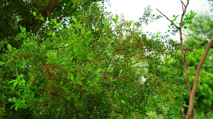 Green leaves and buds view of traditional Lawsonia inermis (Heena) plant. Medicinal tree uses to make Mehandi art in India.
