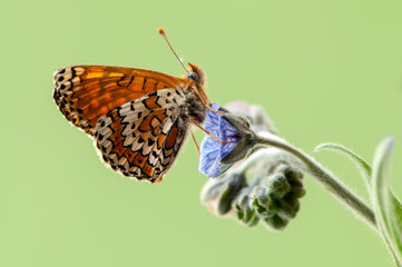 Beautiful butterfly Melitaea in the early morning in a clearing among forest flowers