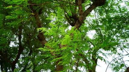 Selective focus on Heena or Lawsonia inermis leaves. Attractive view of flowers. Tropical tree mostly found in Asian continent.
