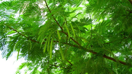 Close up view of Moringa or Drumstick tree leaves and pods. Follicle uses in vegetables and...